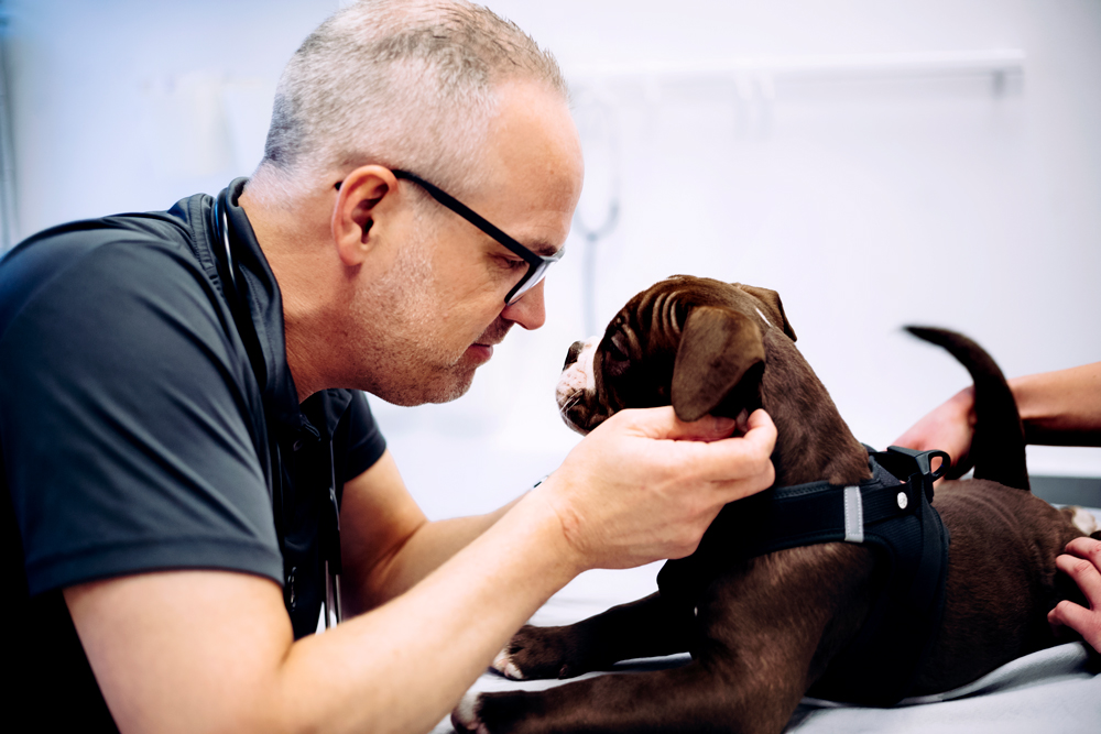 Ejer Simon Mogensen i Roskilde Dyrlægehus med hund i konsultationen på Midtsjælland