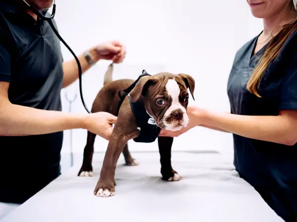 Der lyttes til hjertet på hund i konsultationen inden vaccination hos Roskilde Dyrlægehus